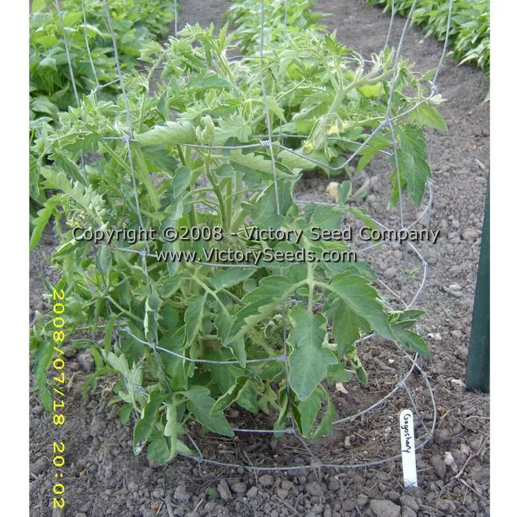 Gogoshary Tomato