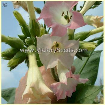Big Gem Tobacco