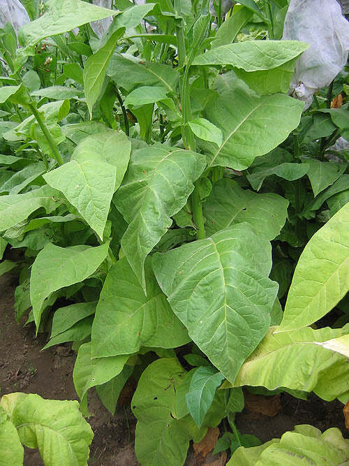 La Palma Havana Tobacco