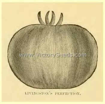 Livingston's Perfection Tomato