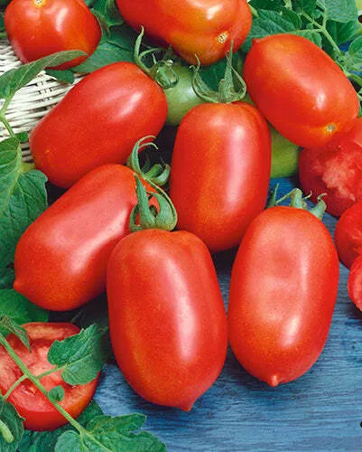 Roma VF Tomato