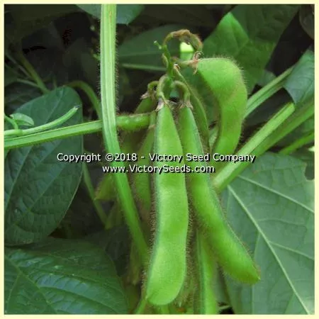 Yi Tong Lu Da Dou Soybean