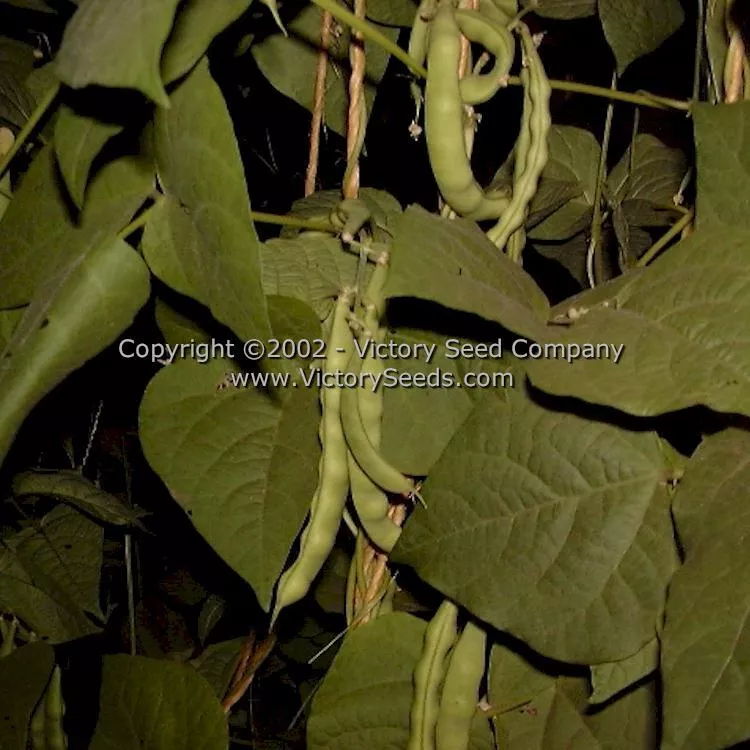 Riggins Stick Pole Green Garden Bean