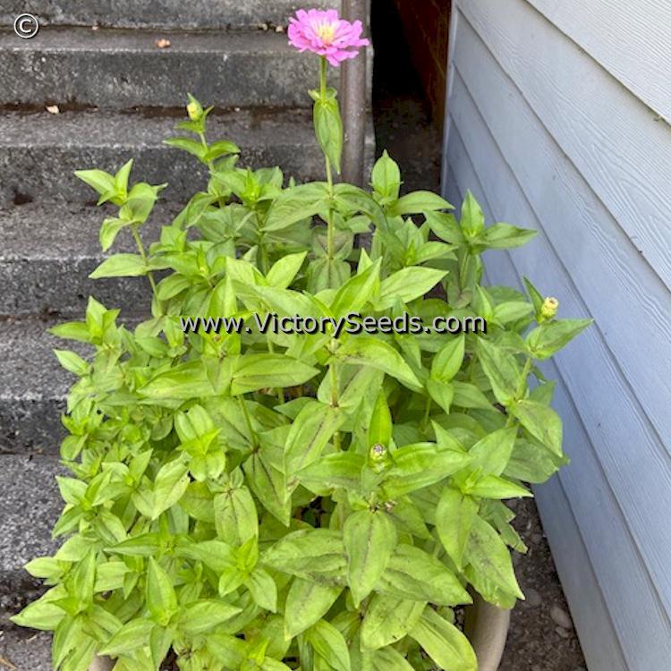 Zinnia, Luminosa