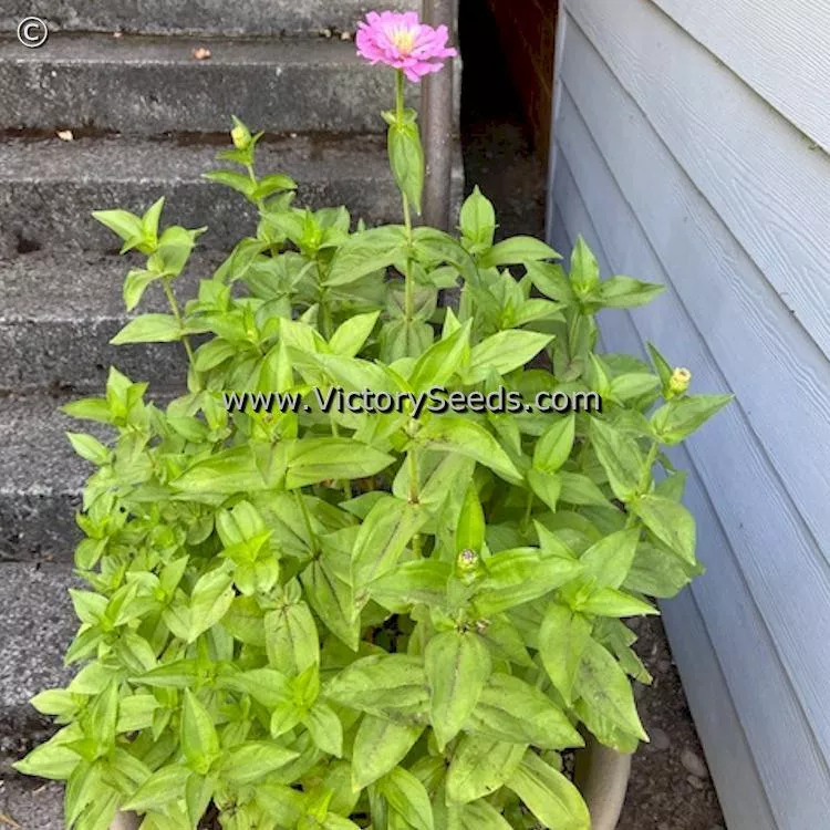 Zinnia, Luminosa