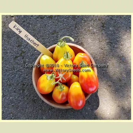 King Humbert (Roi Umberto) Tomato