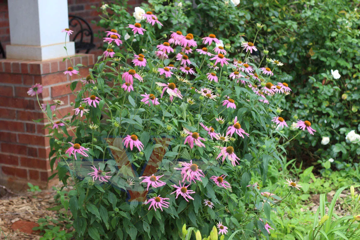 Echinacea - Purple Coneflower