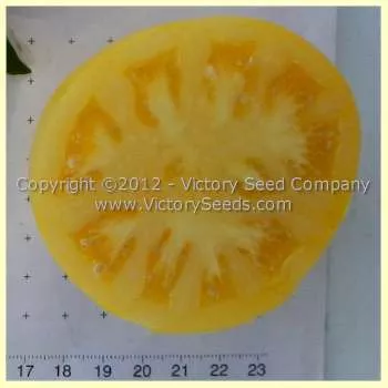Burpee's Golden Dwarf Champion (Golden Dwarf Champion) Tomato