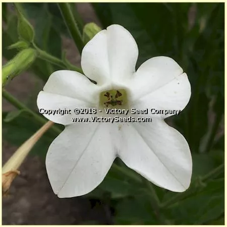 Jasmine Tobacco