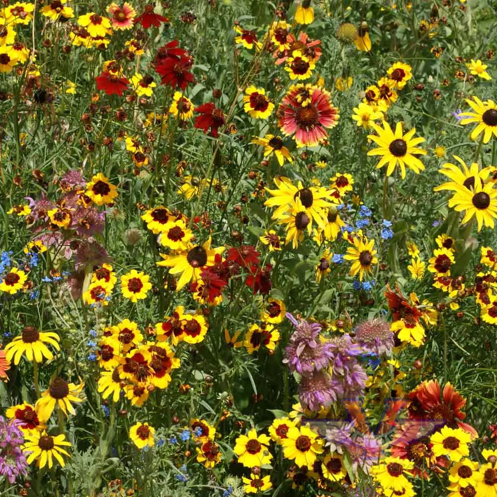 North American Wildflower Mix