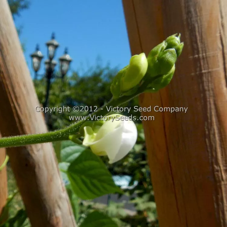 Blue Lake FM-1K Pole Green Garden Bean