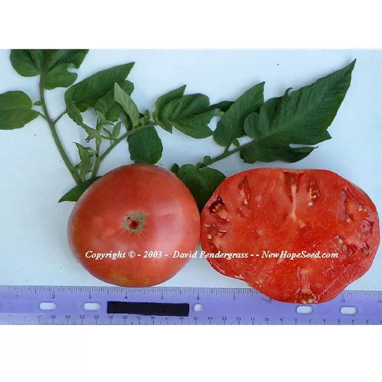 Polish Tomato