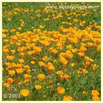 California Poppy