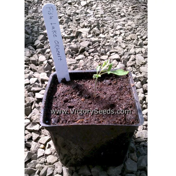 Fish Lake Oxheart Tomato