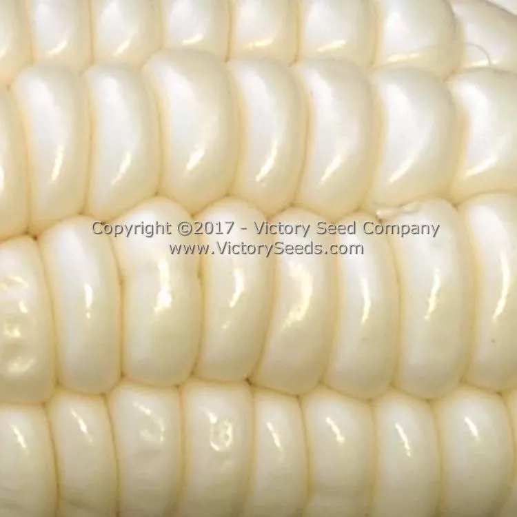 Gill's Early White Market Sweet Corn