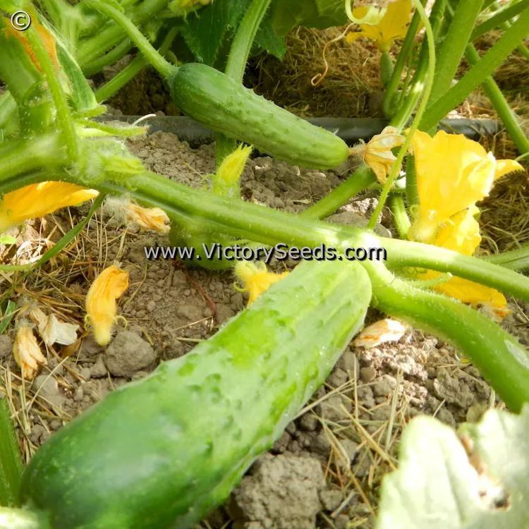 Ashley Cucumber