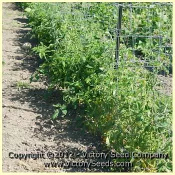 Pan America Tomato