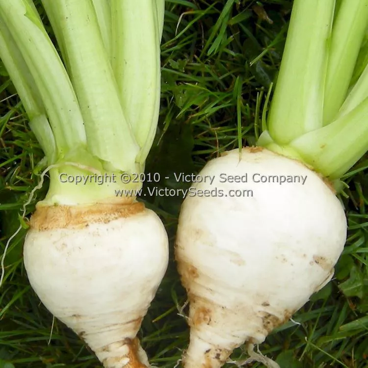 White Egg (Snowball) Turnip