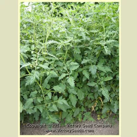Burpee's 'Globe' Tomato