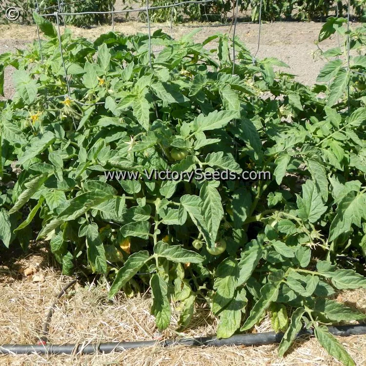 Siletz Tomato