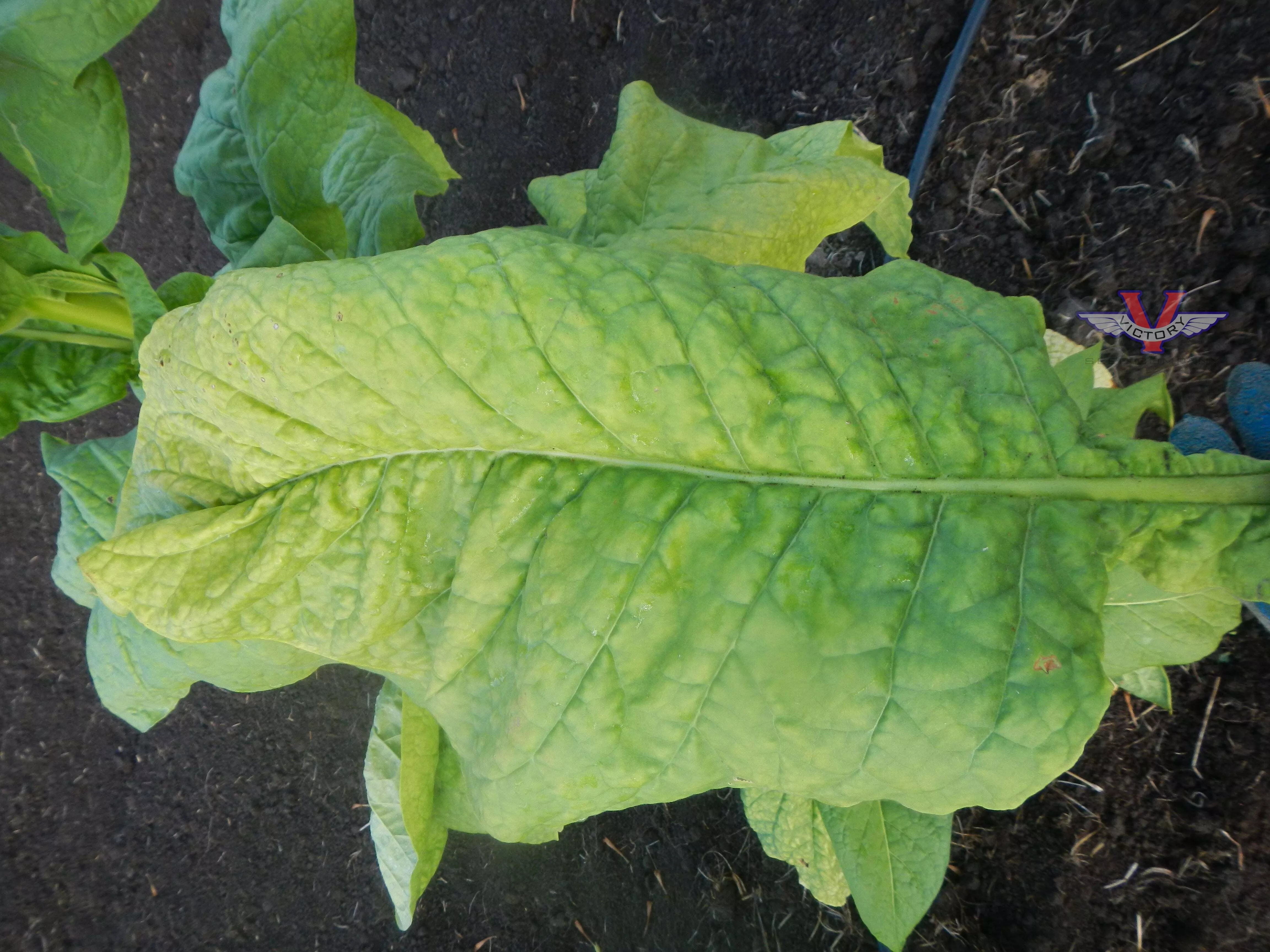 Jamaica Tobacco
