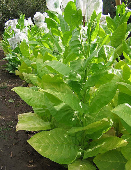 Kentucky Burley Tobacco Seeds - Approx. 2,000 Seeds - Non-GMO, USA Grown