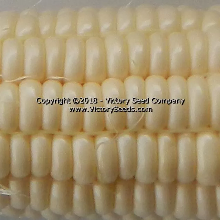 Six Shooter Sweet Corn
