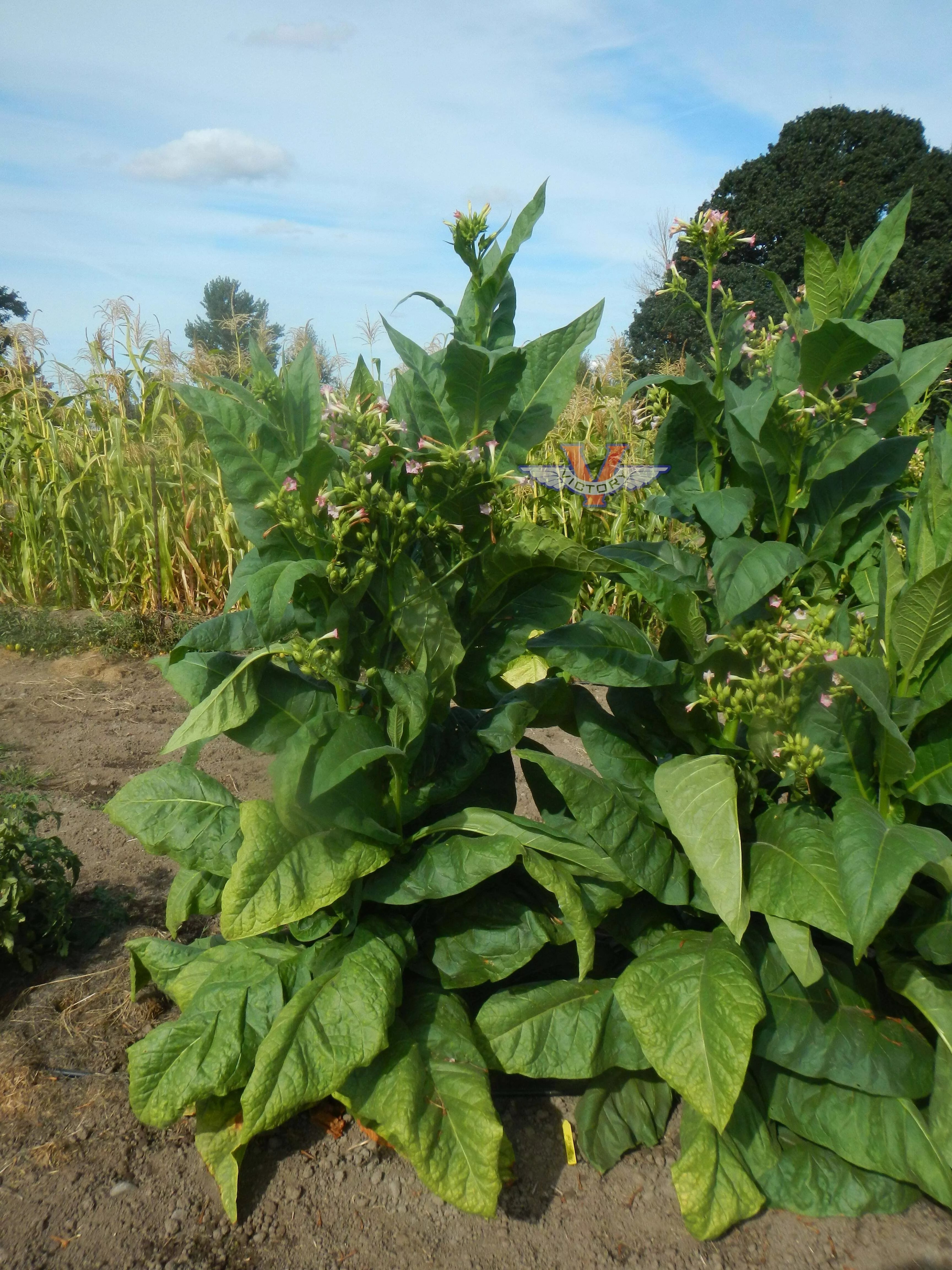 Pennsylvania Broadleaf Tobacco