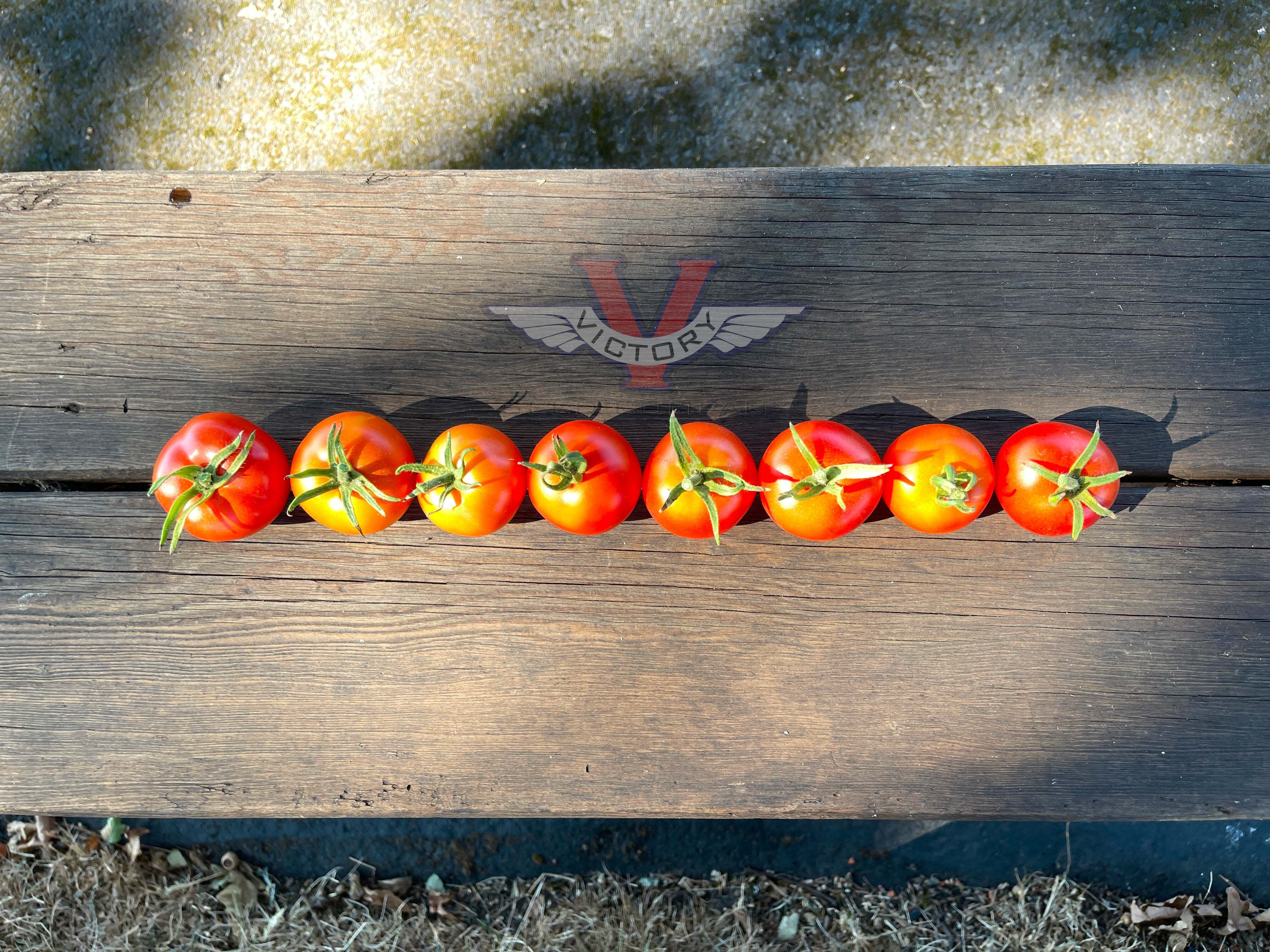 Danish Export Tomato