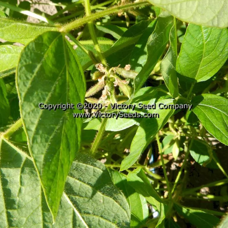 Manitoba Brown Soybean