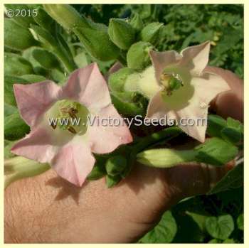 Comstock Spanish Tobacco