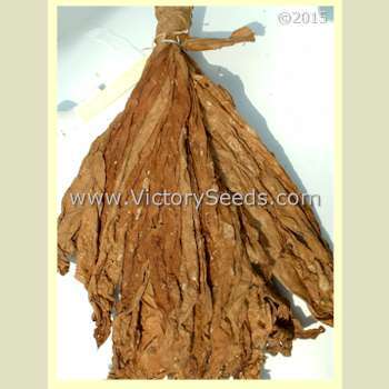 Kelly Brownleaf Tobacco