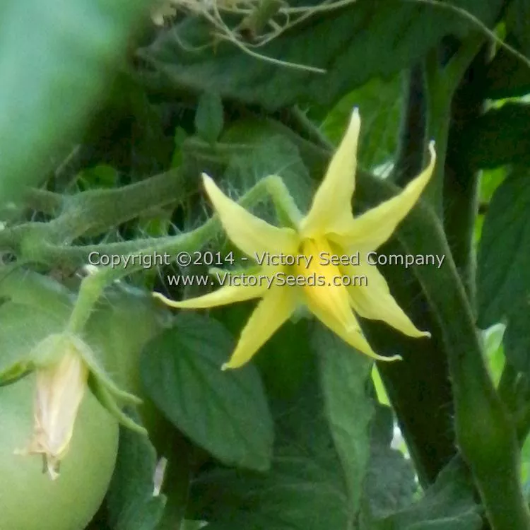 Mortgage Lifter Tomato (Radiator Charlie's Mortgage Lifter)