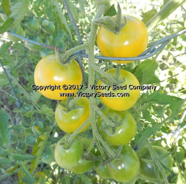 White Cherry Tomato