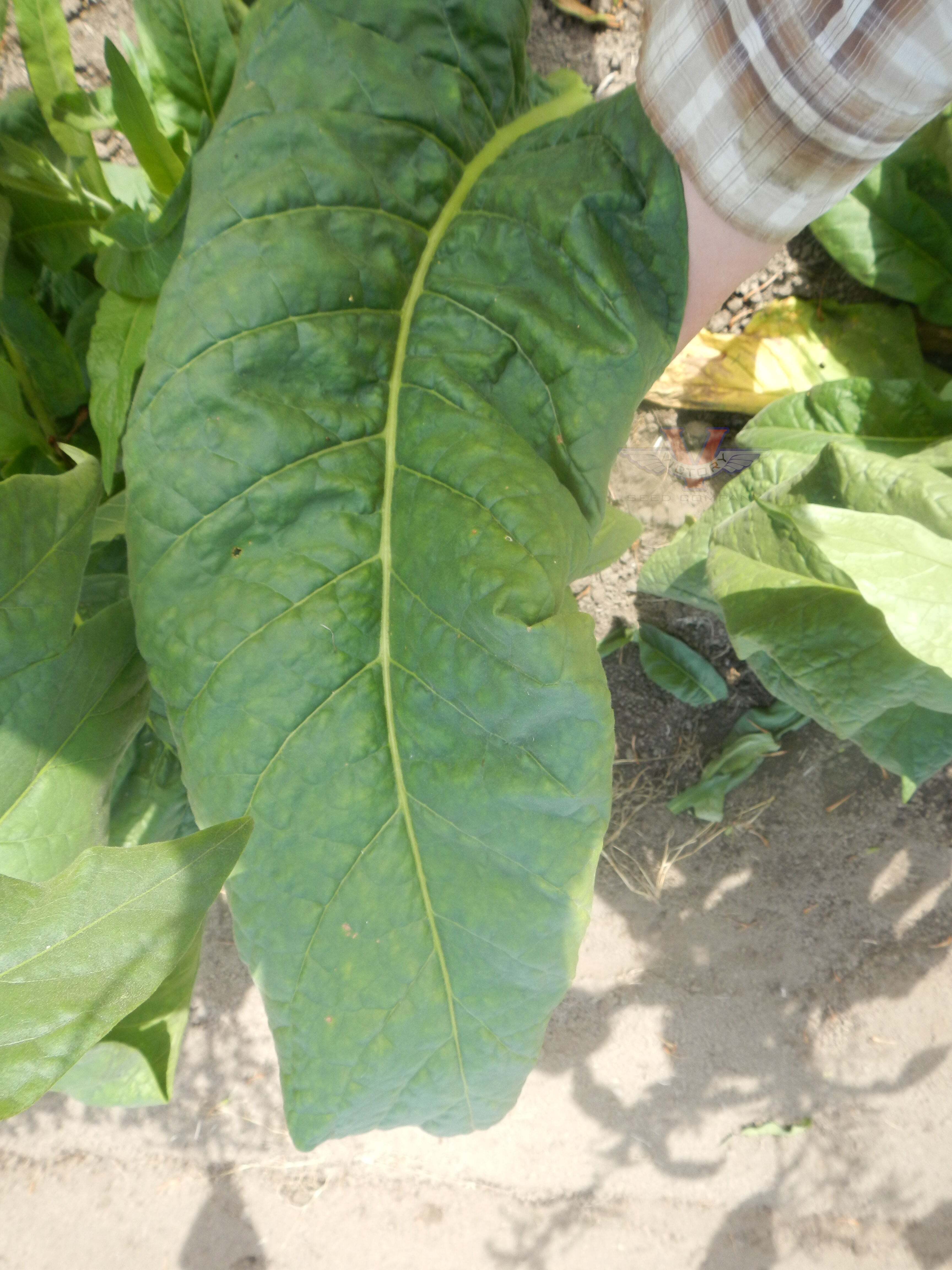 Gold Leaf Tobacco