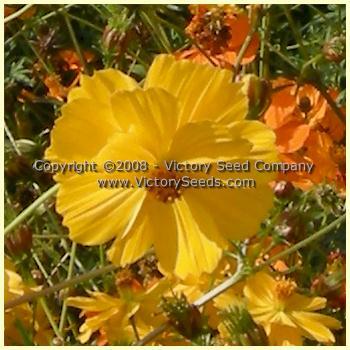 Cosmos, Klondyke Mix