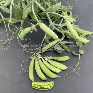 Sugar Ann Sugar Snap Pea