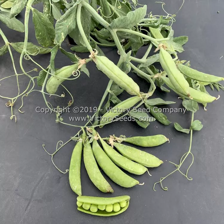 Sugar Ann Sugar Snap Pea