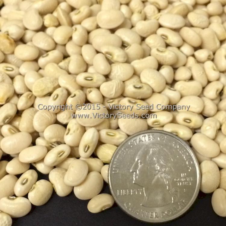 Elite Southern Pea