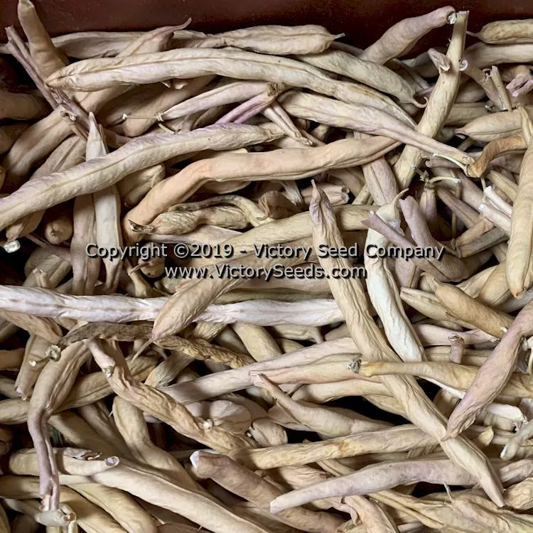 George's Fowler Pole Green Garden Bean