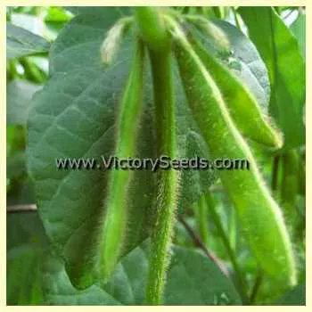 OAC Aries Soybean