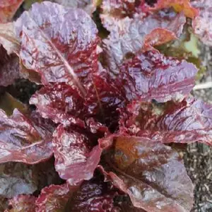 Ruby Leaf Lettuce