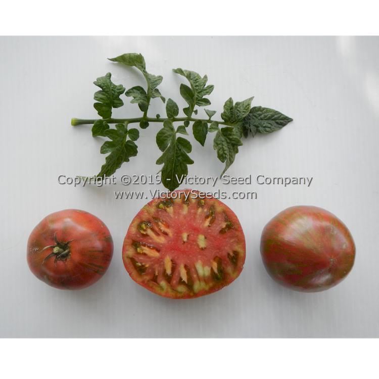 Dwarf Metallica Tomato