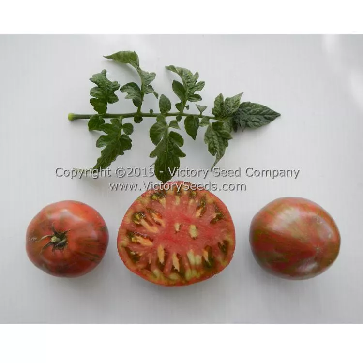 Dwarf Metallica Tomato