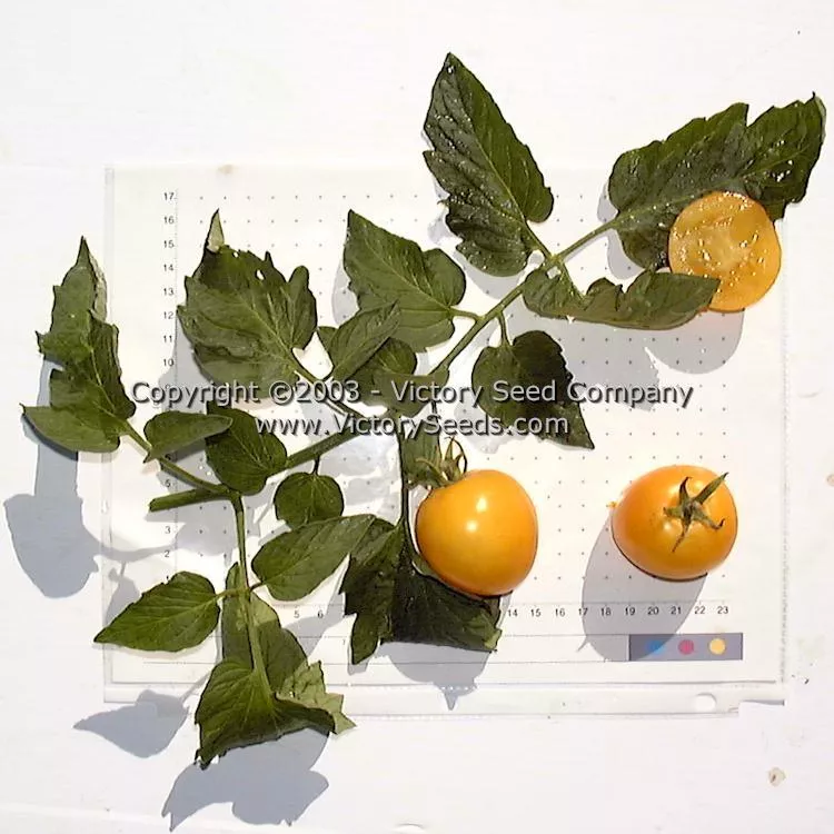 Mingold Tomato