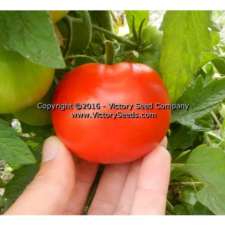 Bolgiano's Extremely Early 'I.X.L.' Tomato