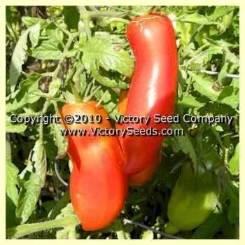 Burning Spear Tomato