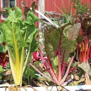 Bright Lights Swiss Chard