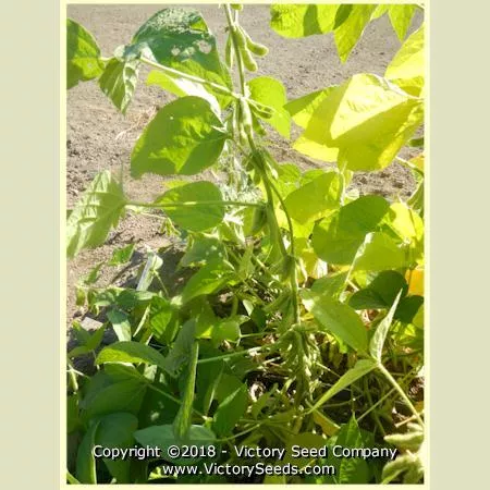 Canatto Soybean