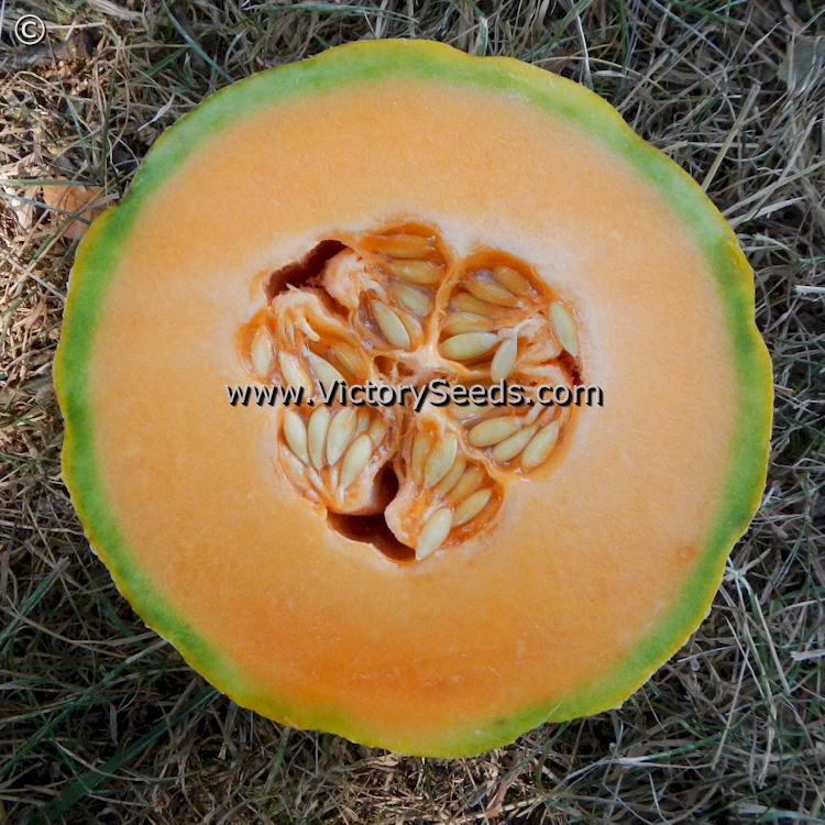 Bender's Surprise Muskmelon